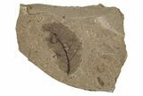 Fossil Plant (Fagus) Leaf - McAbee, BC #262252-1